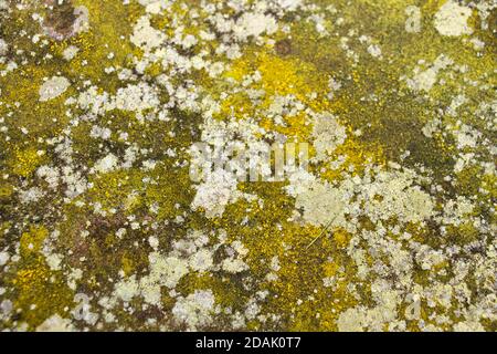 I vecchi cimiteri sono posti eccellenti per trovare licheni ben affermati. Il Lichen di tuorlo d'uovo è particolarmente comune su tombe e pietre di testa Foto Stock