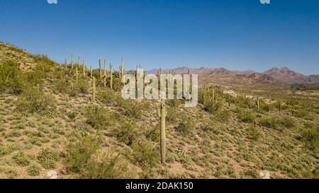 Un cactus vicino ad un piccolo sentiero in Phoenix Arizona Foto Stock