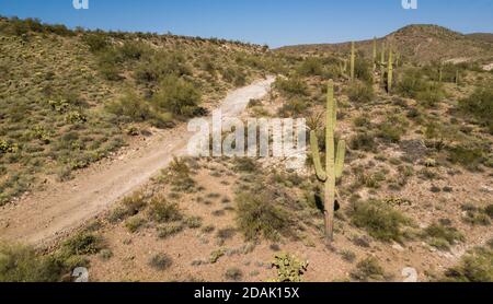 Un cactus vicino ad un piccolo sentiero in Phoenix Arizona Foto Stock