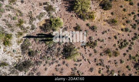 Un cactus vicino ad un piccolo sentiero in Phoenix Arizona Foto Stock