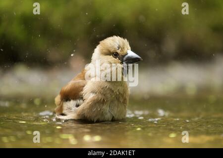 Fuoco selettivo di un carino uccello hawfinch Foto Stock