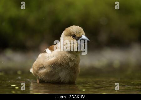 Fuoco selettivo di un carino uccello hawfinch Foto Stock