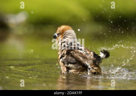 Fuoco selettivo di un carino uccello hawfinch Foto Stock