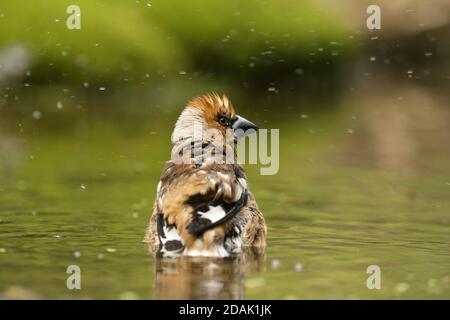 Fuoco selettivo di un carino uccello hawfinch Foto Stock