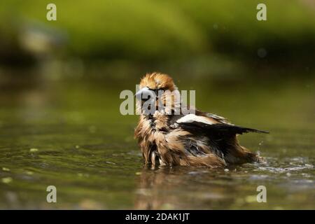 Fuoco selettivo di un carino uccello hawfinch Foto Stock