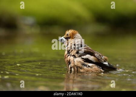 Fuoco selettivo di un carino uccello hawfinch Foto Stock