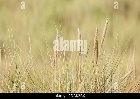 Dune erba primo piano a Portbail, città portuale sulla Cote des Havres, Cotentin Normandia, Francia. Foto Stock