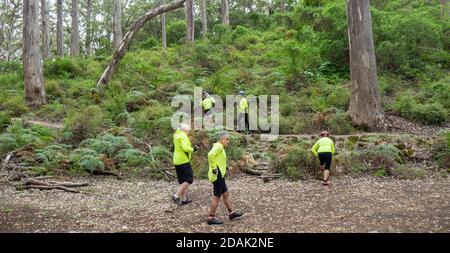 I turisti camminano lungo Caves Road attraverso la nuova foresta di Karri nella regione di Margaret River, nel sud-ovest dell'Australia occidentale Foto Stock