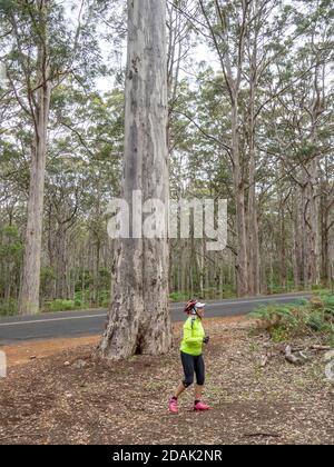 Donna che cammina lungo Caves Road attraverso la nuova foresta di Karri nella regione di Margaret River, nel sud-ovest dell'Australia occidentale Foto Stock