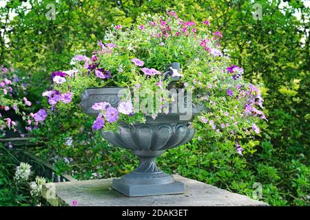 Bellissimo letto di fiori in vaso Foto Stock