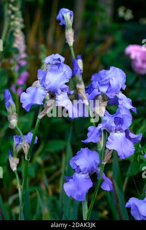 Blue Bearded Iris,Iris germanica,German Iris, Rhizomatous,cielo blu fiori,fiore,fioritura,giardino,giardini,RM Floral Foto Stock
