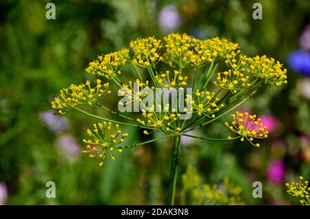 Yellow Foeniculum vulgare (cime di finocchio) Fiori coltivati nel Giardino dei Fiori selvatici a RHS Garden Harlow Carr, Harrogate, Yorkshire, Inghilterra, UK. Foto Stock