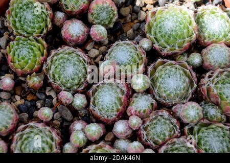 Houseleek Sempervivum 'Kramer's Spinrad' (van der Steen) pianta coltivata nella Casa Alpina a RHS Garden Harlow Carr, Harrogate, Yorkshire, Inghilterra, Regno Unito. Foto Stock