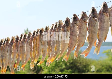 I pesci d'acqua dolce salati (perches) vengono appesi su un filo all'aperto e asciugati. Pesce secco salato. Delicatezza. Spuntino con birra. Foto Stock