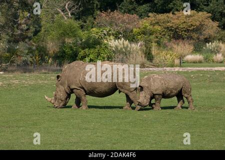 Rinoceronte bianco e vitello per adulti al parco Cotswold Wildlie Foto Stock