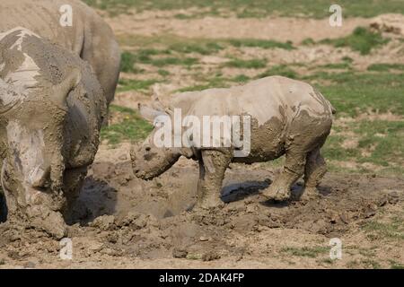 Vitello di rinoceronte e rinoceronte adulto in bagno di fango a Cotswold Parco naturale Foto Stock