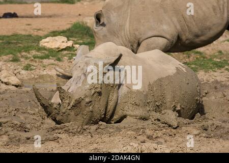 Rinoceronti bianchi godendo il bagno di fango il caldo giorno di settembre a. Cotswold Wildlife Park Foto Stock