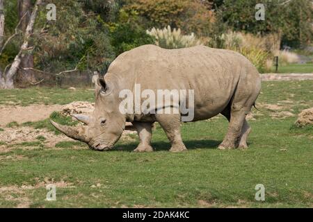 Rinoceronte bianco adulto che pascolano felicemente al parco naturale di Cotswodl Foto Stock