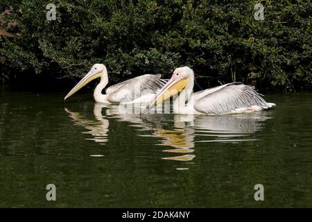 Due pellicani bianchi orientali sul loro lago a Cotswold Wildlife parcheggio Foto Stock