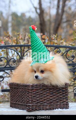 Il cucciolo di Pomerania è seduto in un cesto di vimini. Simbolo del nuovo anno. Animali domestici. Foto Stock