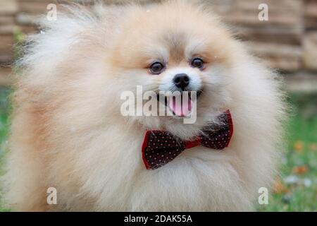 Pomeranian spitz cucciolo in una bella cravatta di prua. Primo piano. Animali domestici. Foto Stock