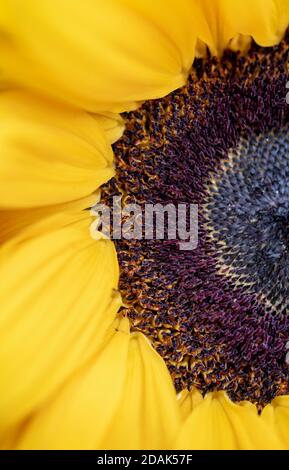 Close-up di un girasole Foto Stock