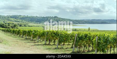 Vigneto collinare con più linee di piante in un verde paesaggio rustico vicino alla riva, sparato in luce brillante al lago di Corbara, Umbria, Italia Foto Stock