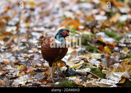 Un fagiano comune che guarda verso di noi, con bellissime foglie d'autunno intorno ad esso. Foto Stock