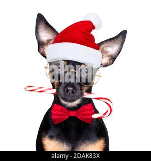 natale ratter praga , prager rattler babbo natale cane con canna da zucchero bastone, isolato su sfondo bianco, come una sorpresa Foto Stock