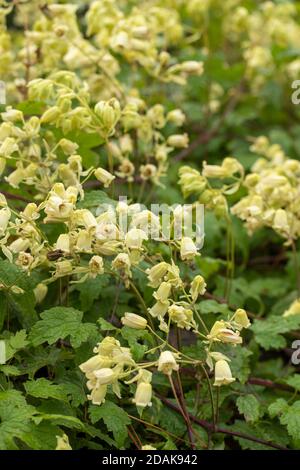 Clematis rehderiana, primo piano insolito ritratto naturale della pianta fiorente Foto Stock