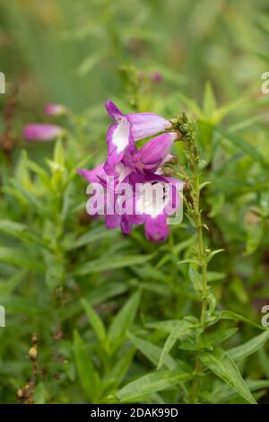 Penstemon (Fensham Series) fiori e verde fogliame, fiori naturali da giardino Foto Stock