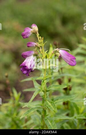 Penstemon (Fensham Series) fiori e verde fogliame, fiori naturali da giardino Foto Stock