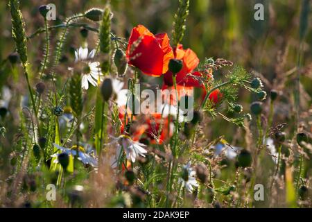 Papaveri e margherite che crescono ai margini di un campo di grano nel Wiltshire. Foto Stock