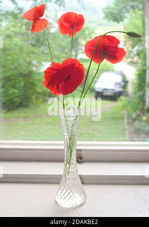 Bouquet di papaveri rossi in vaso di vetro Foto Stock