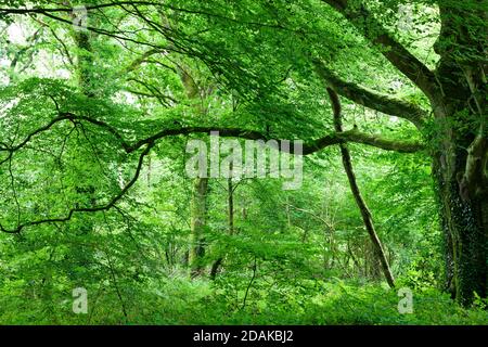 Vecchio faggio, Fagus sylvatica, nella foresta di Saint Sauveur le Vicomte Cotentin Normandia Penisola. Grande albero nei boschi Foto Stock