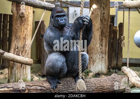 Gorilla è seduto vicino alla corda e la tiene. Primo piano di gorilla nello zoo. Foto Stock