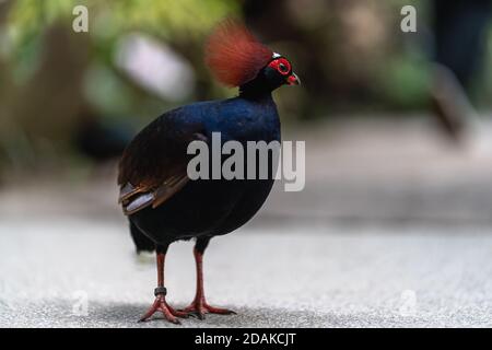 Primo piano di legno-partedge crestato con focuse selezionato, sfondo sfocato. Pernice di legno incoronato rosso Foto Stock