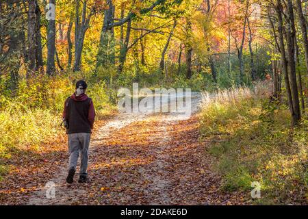 Donna che cammina nella riserva di Birch Hill Foto Stock