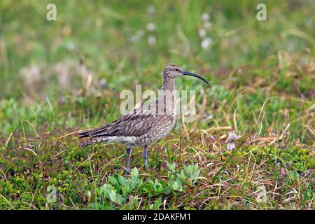 Whimbrel eurasiatico (Numenius phaeopus islandicus) che forava sulla tundra Foto Stock