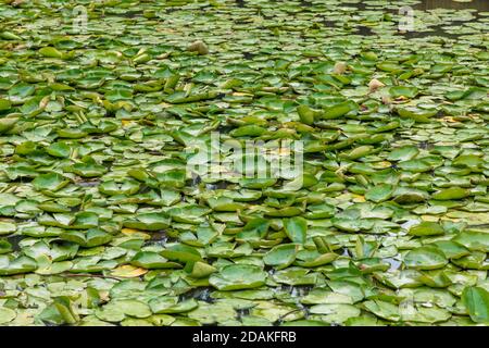 Ninfee verdi galleggianti su un grande stagno giardino Foto Stock