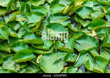 Ninfee verdi galleggianti su un grande stagno giardino Foto Stock