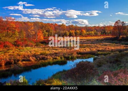 Una zona umida si trova lungo Trout Creek in Pennsylvania, Pociono Mountains. Foto Stock