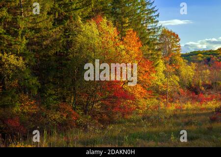 Una zona umida si trova lungo Trout Creek in Pennsylvania, Pociono Mountains. Foto Stock