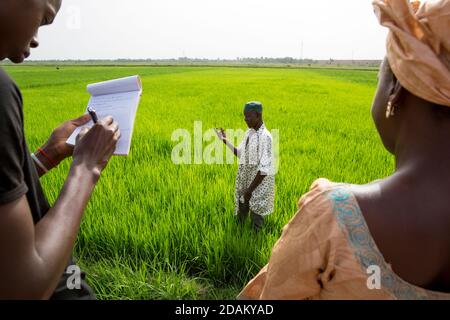 Selingue, Mali, 28 aprile 2015; Madame Sogoba, tecnico agricolo, Consulenza agricoltore Alou Doumbia. Spiega che il suo raccolto non è molto avanzato Foto Stock