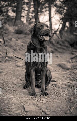 Il mio cane Labrador cioccolato animale domestico guardando in su e sedendosi giù posa per una foto in bianco e nero Foto Stock