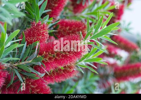 Fiori di fondo (Myrtaceae) con fuoco selettivo sulle fioriture. Una specie autoctona in Australia, ma è popolare in giardini ornamentali in tutto il mondo. Foto Stock