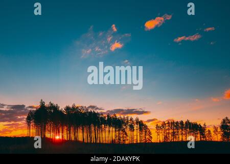 Tramonto Alba in pineta. Sole sole Sunshine nella Sunny Coniferous Forest. La luce del sole splenda attraverso i boschi in Paesaggio sotto il cielo drammatico luminoso colorato Foto Stock