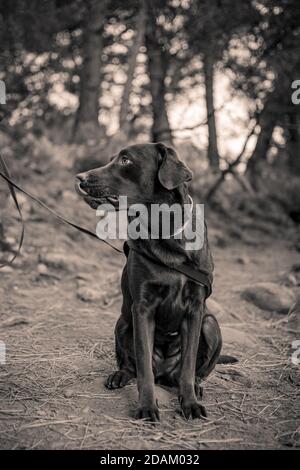 Il mio cane Labrador cioccolato animale domestico che mi guarda leccarla naso mentre si siede in posa per una foto in nero e bianco Foto Stock