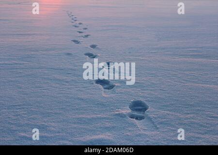 Sentiero pedonale che attraversa un terreno nevoso, tracce sulla neve, tramonto invernale, sfondo Foto Stock