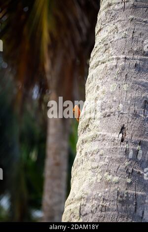 The Tree Lizard, Assinie, Costa d'Avorio Foto Stock